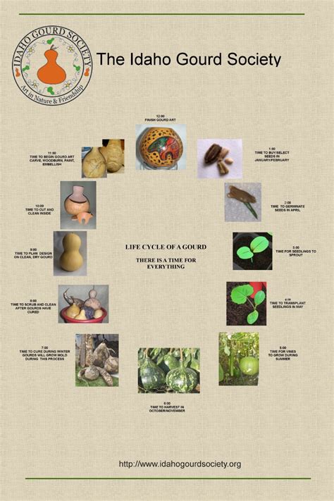 life cycle of a gourd